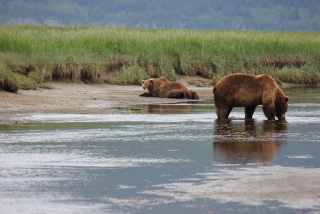 Illustration for article titled Please Enjoy This Gallery Of Amazing Bear Photos